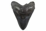 Fossil Megalodon Tooth - South Carolina #306307-1